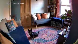 Furbo Dog Camera in a living room setting