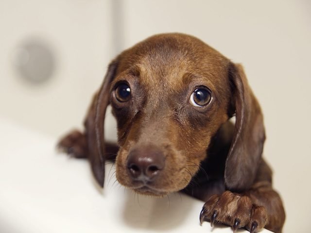 A brown puppy peering over the edge of a white bathtub with wide eyes.