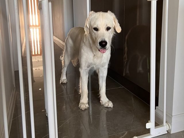 A golden puppy standing behind a white baby gate in a hallway.